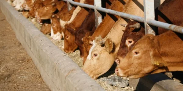 Industrial Mixers for Animal Feed Additives