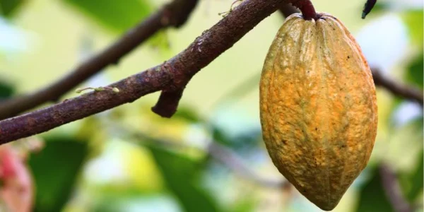 Processing systems for cocoa powder