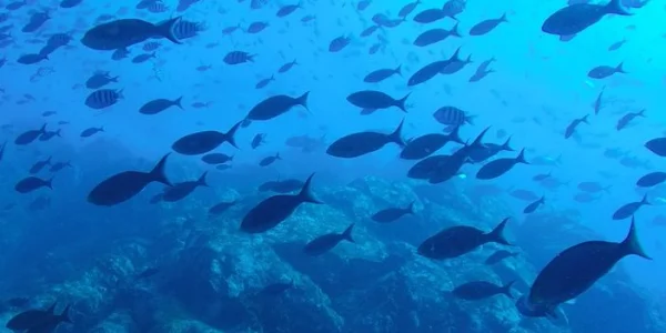 Drying Systems for Fish Feed Processing