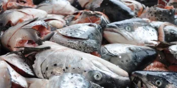 Processing systems for food side streams