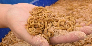 Processing systems for insect protein