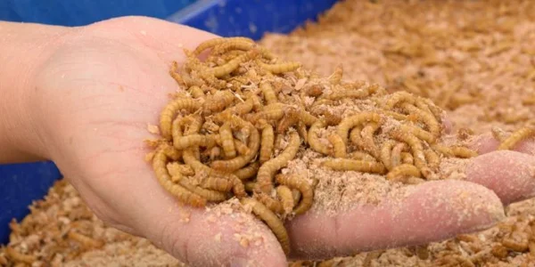 Processing systems for insect protein