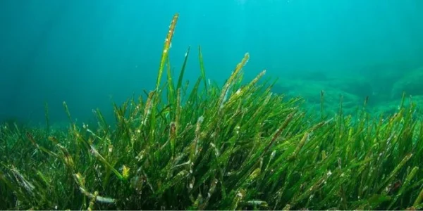 Processing Systems for Algae-Based Feed Products