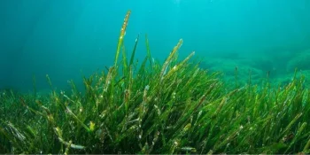 Processing Systems for Algae-Based Feed Products
