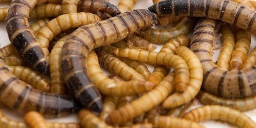 How Hosokawa Solutions Support Insect Processing