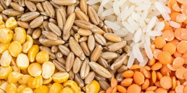 Sustainable plant protein research for powder processing technologies